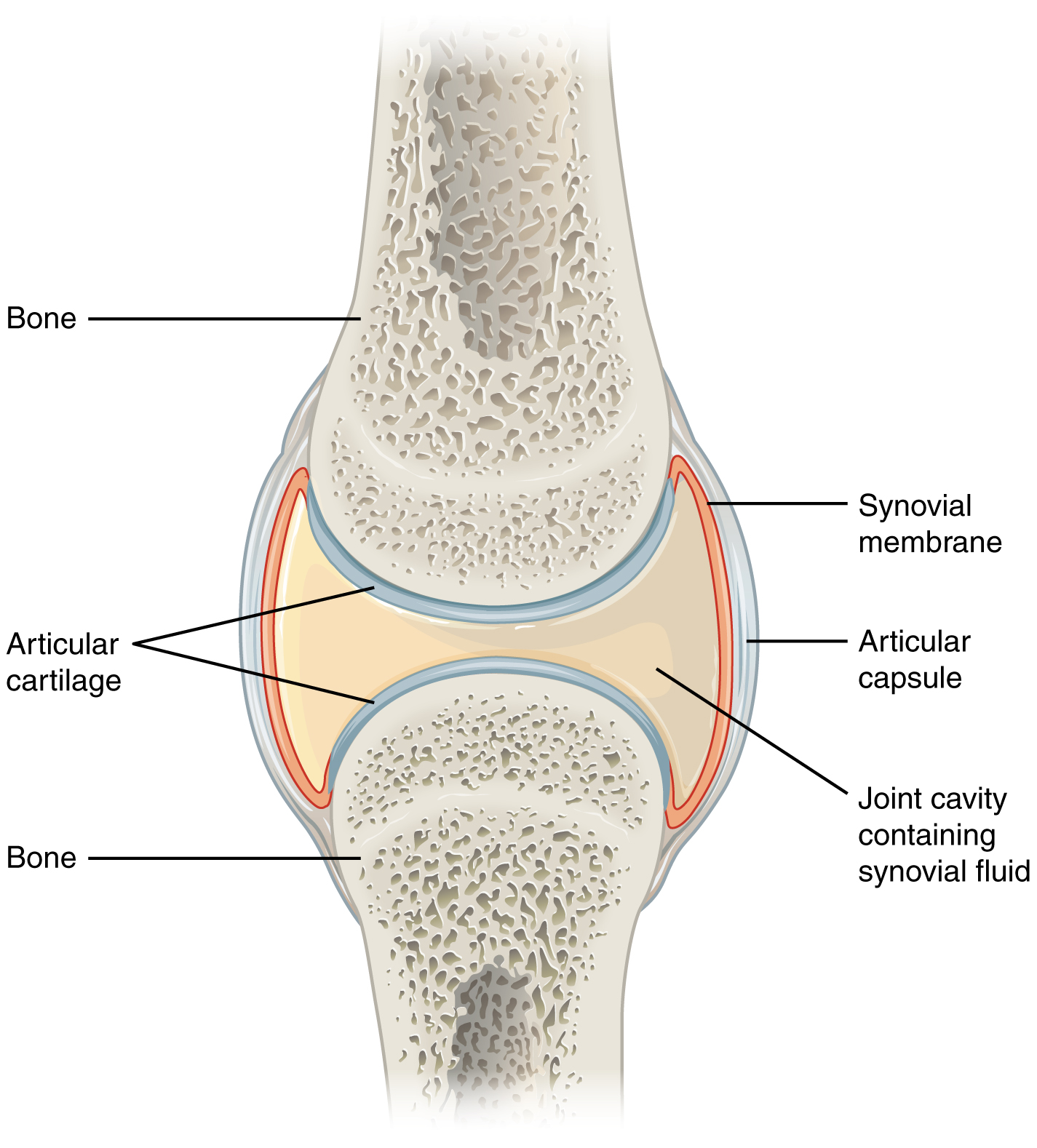 synovial fluid on joints