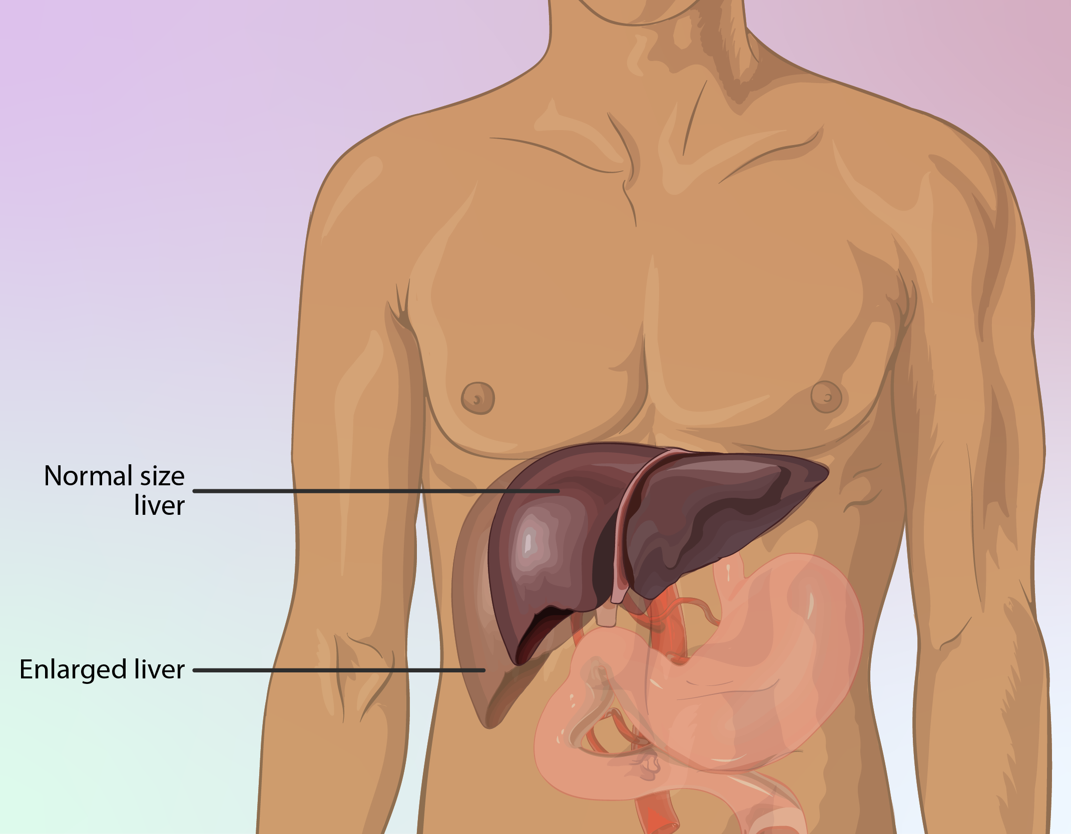 liver of healthy individual