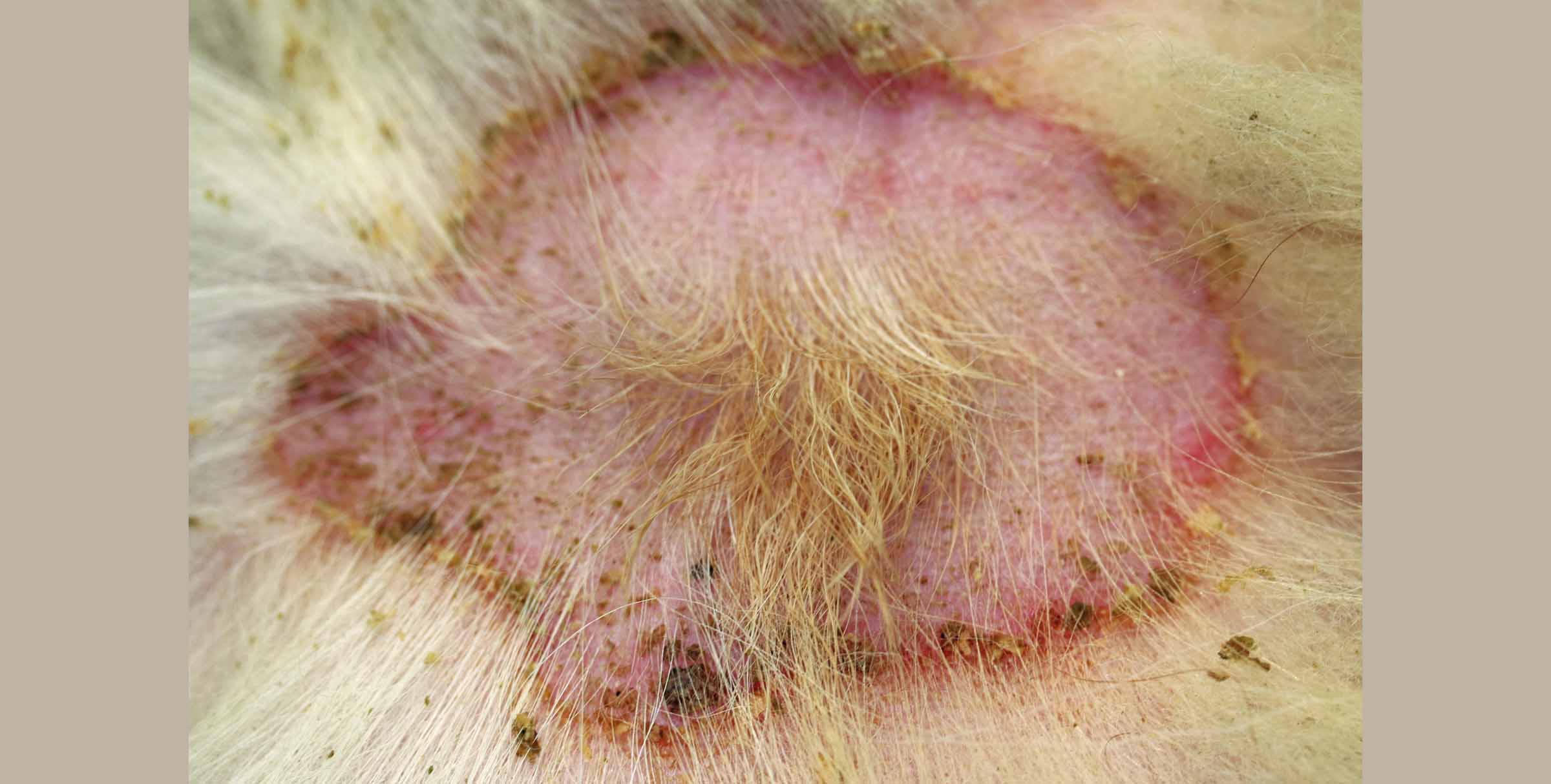 skin infection on dog skin 