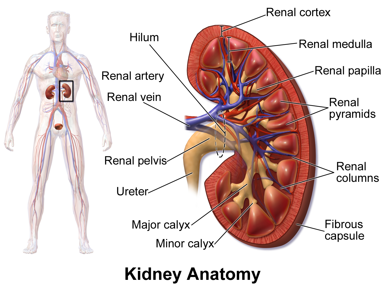 kidney in the body 