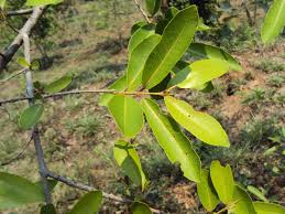 arjuna green plant