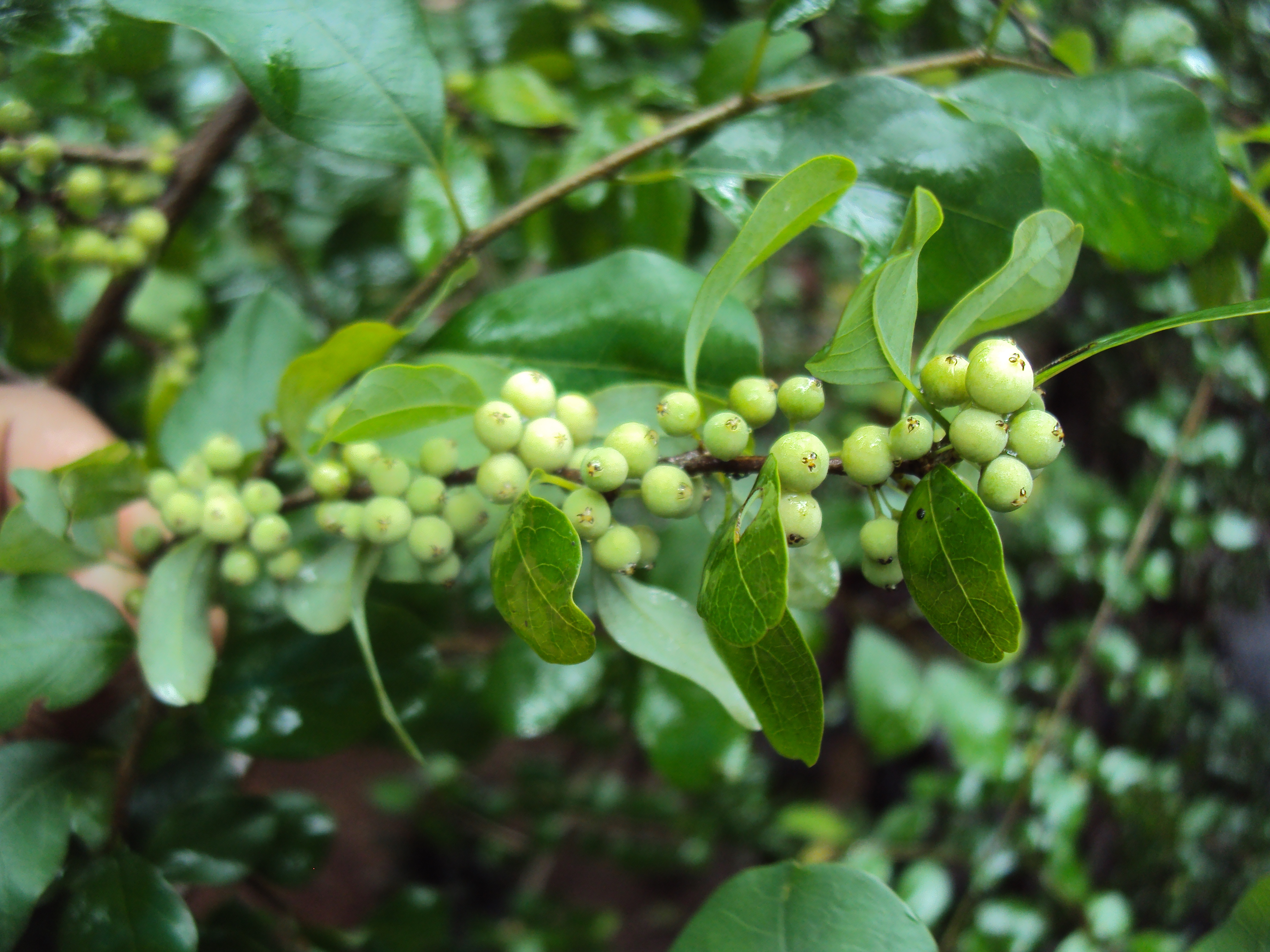Commiphora mukul fruits