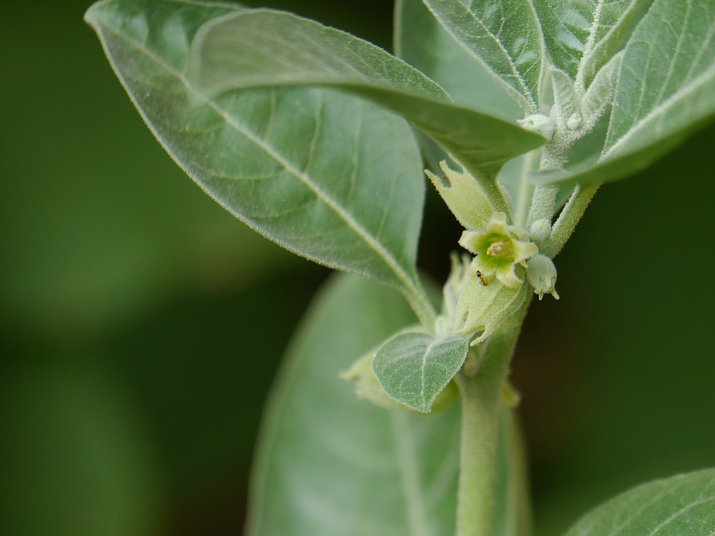 withania somnifera plant
