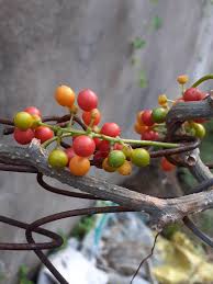 Guduchi plant