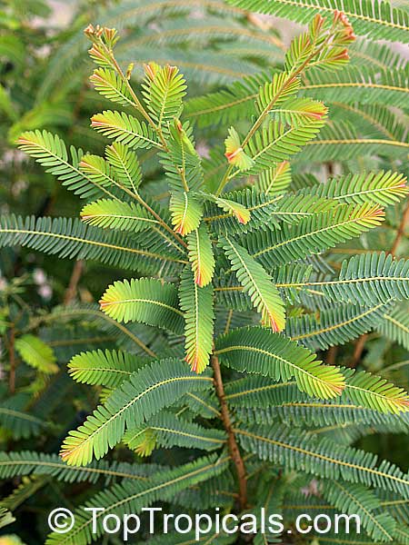 amla plant