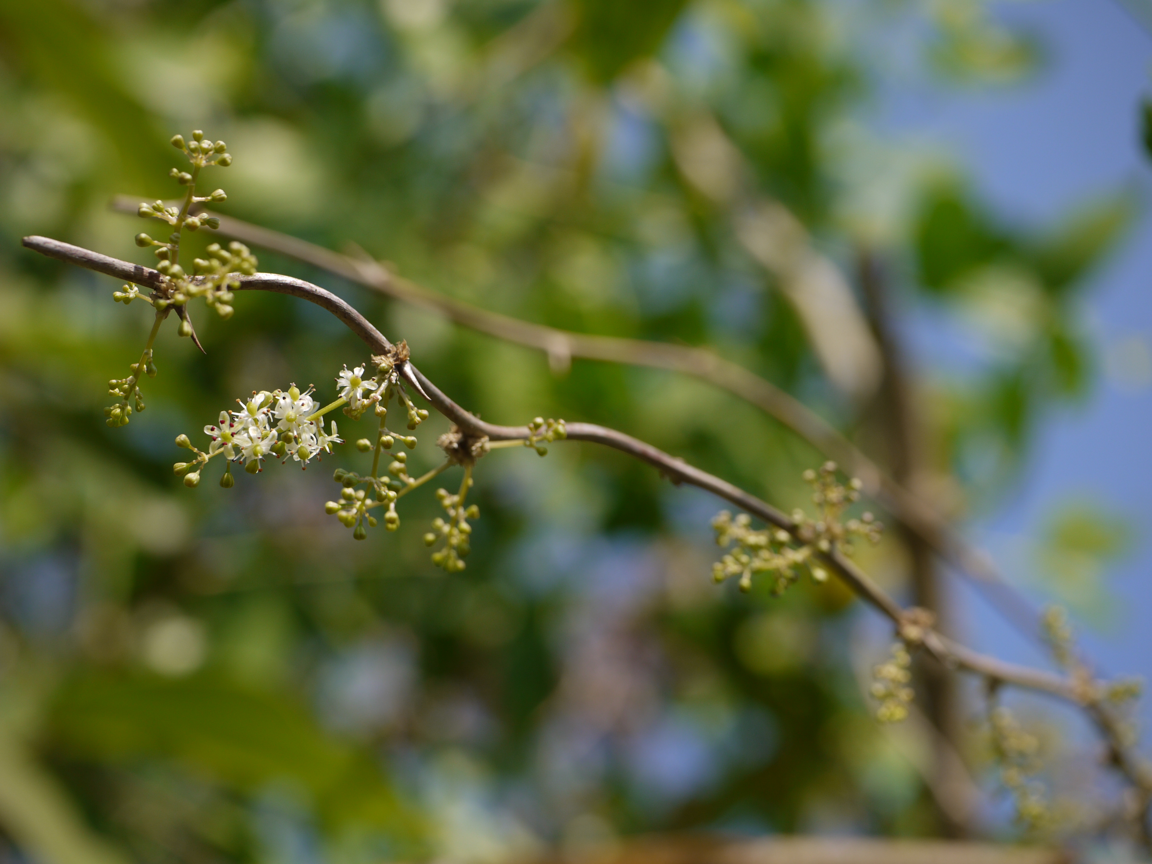 asparagus plant