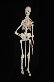 whole body human bone