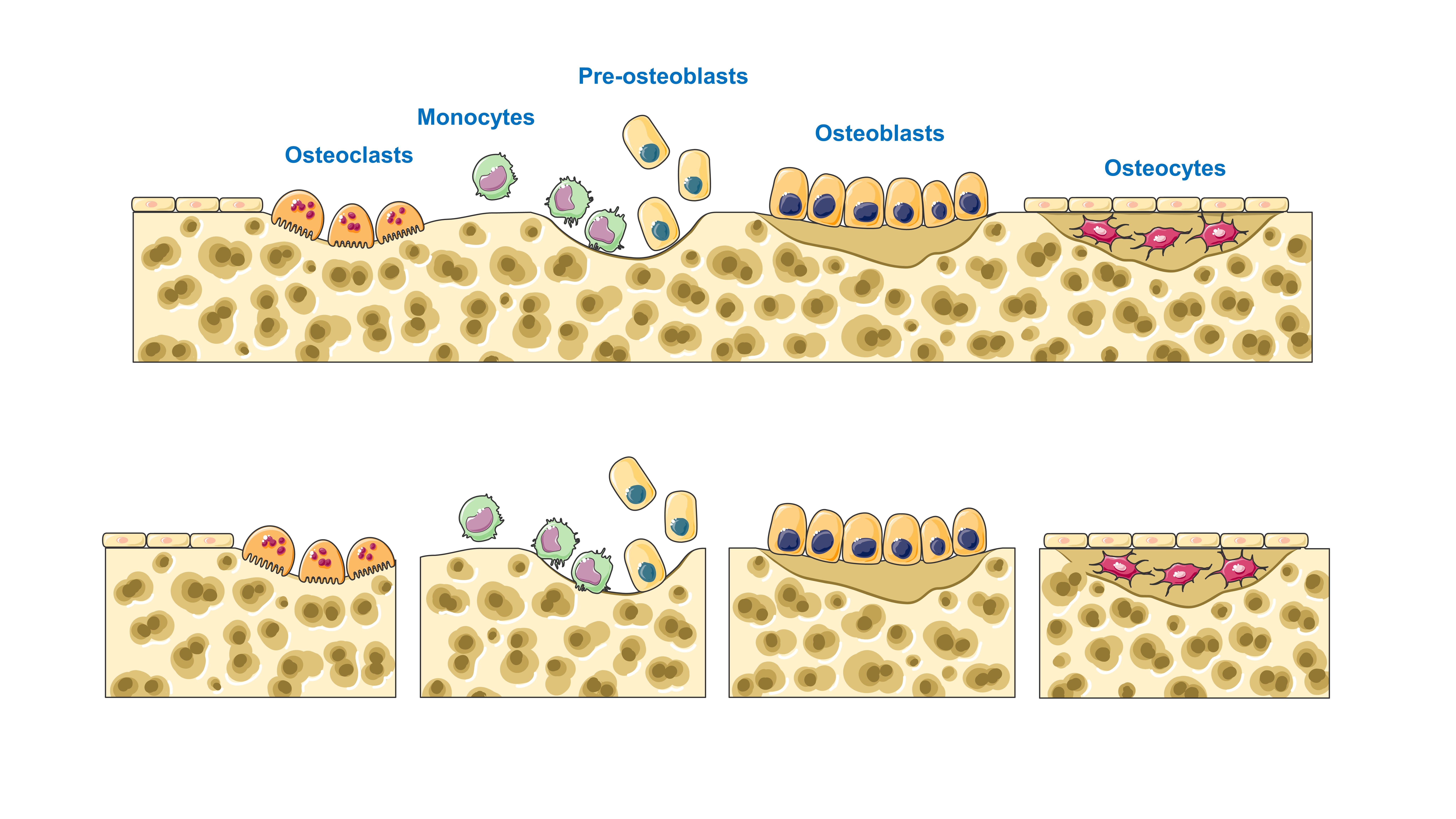 bone regeneration after osteoclast