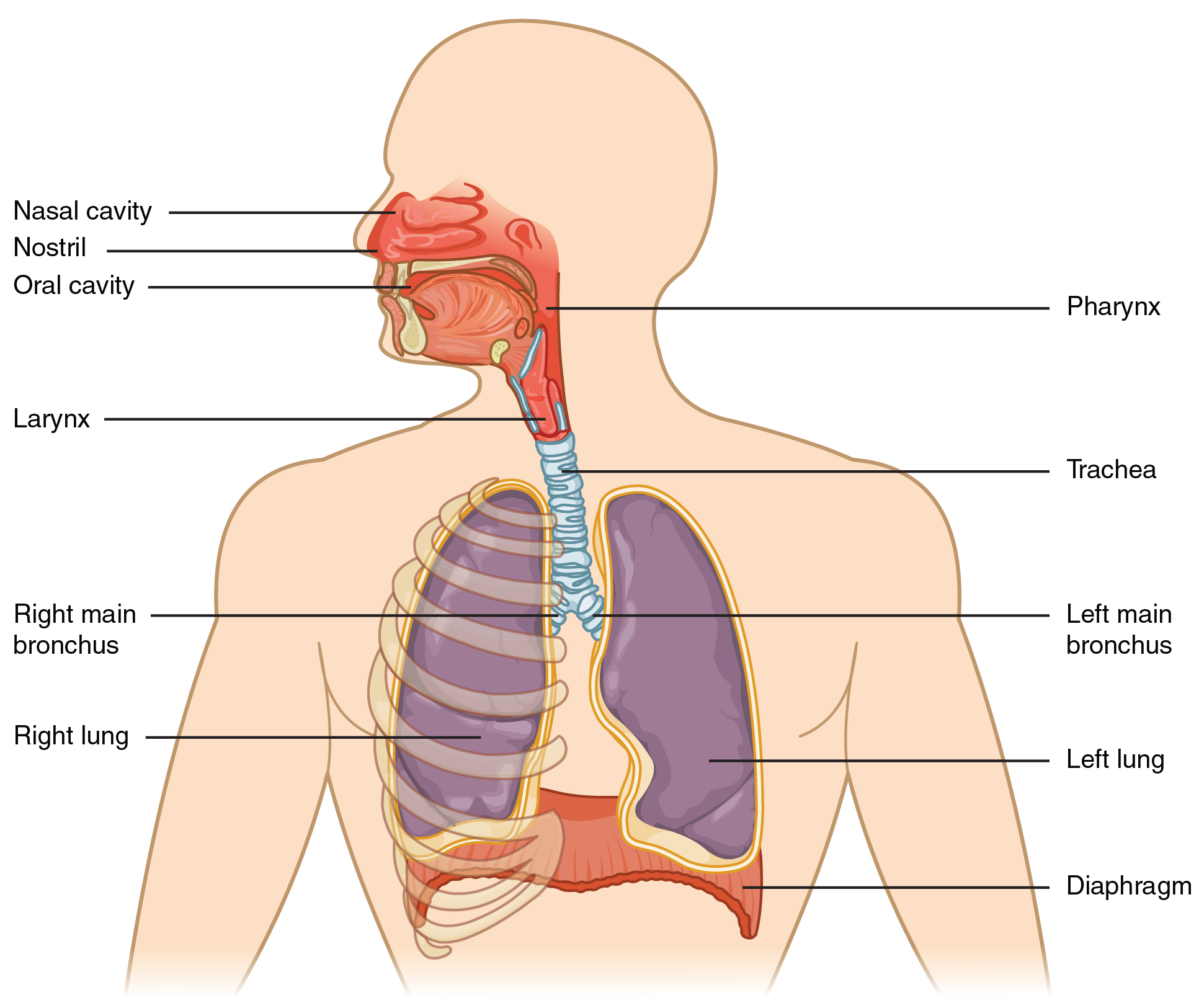 upper respiratory system 