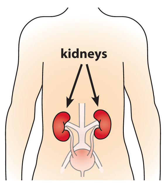 two kidney on human