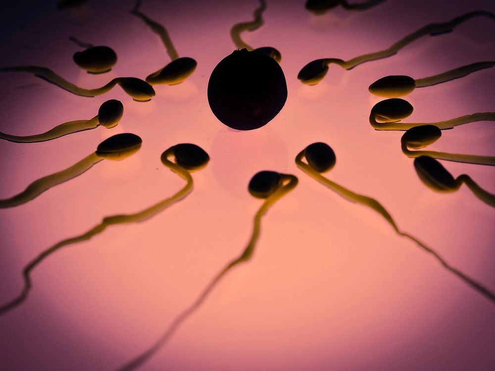 sperm to egg