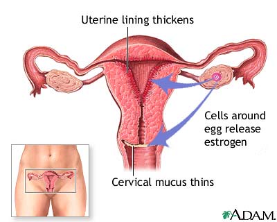 menstrual cycle