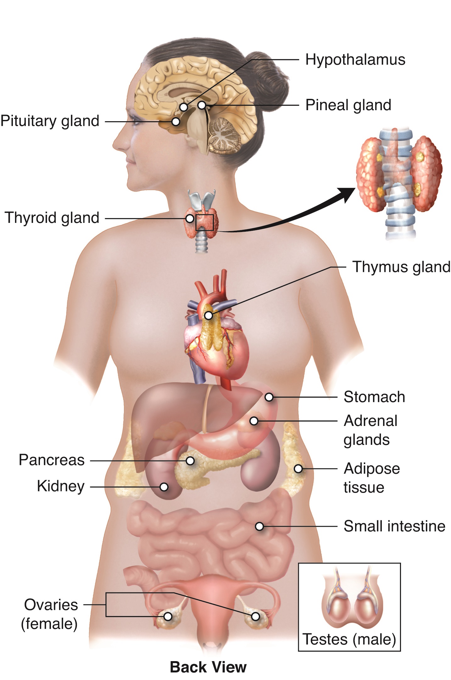 endocrine system