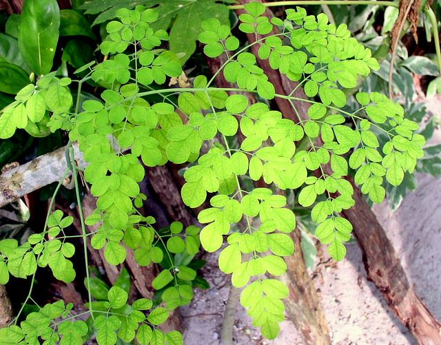 shigru plant