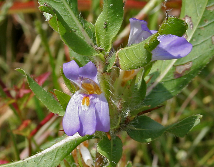 Hygrophila spinosa plant
