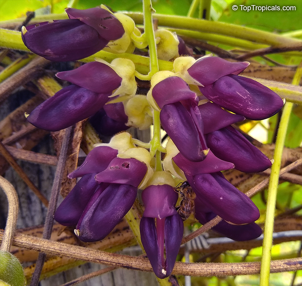 Mucuna pruriens flower