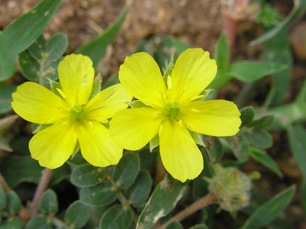 Tribulus terrestris flower