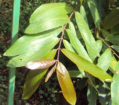 Terminalia arjuna leaves