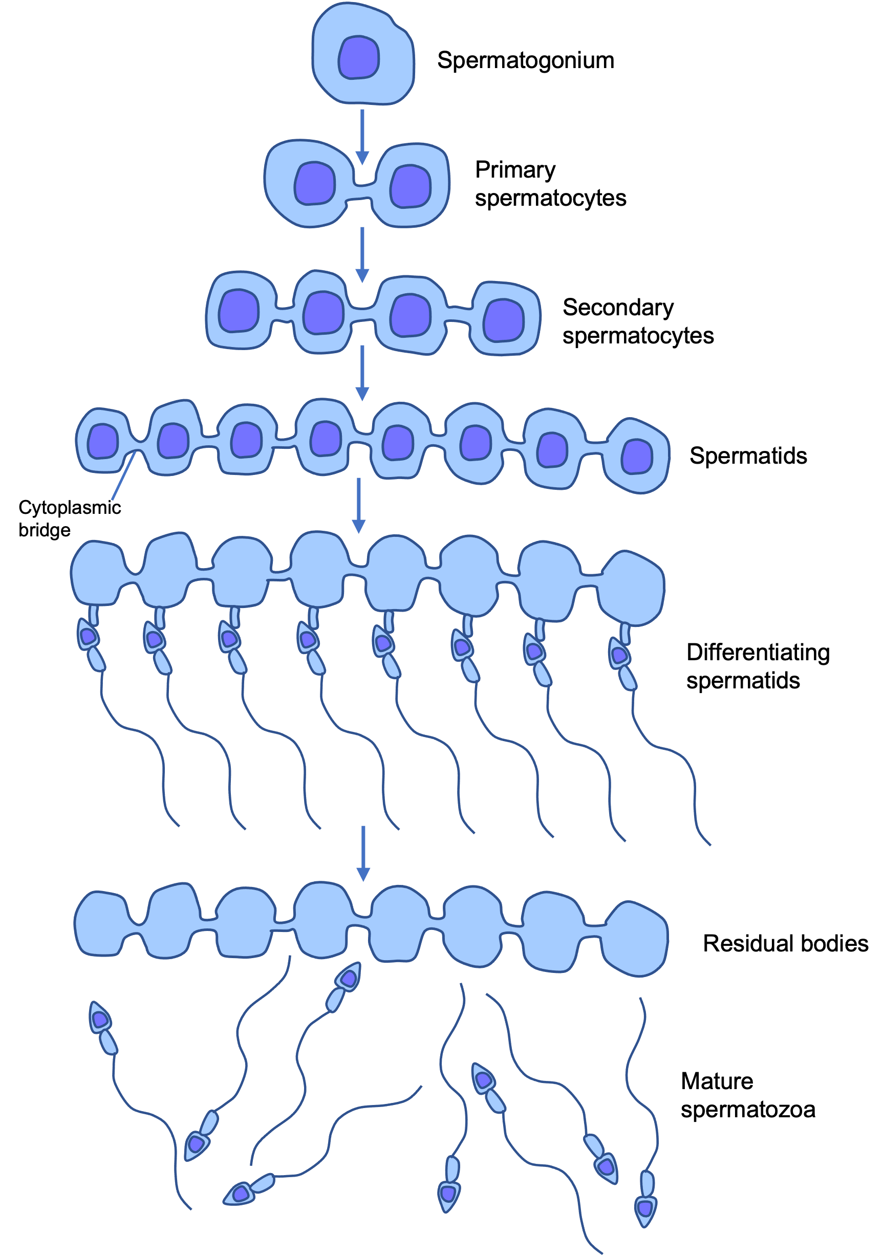 process of sperm cell production