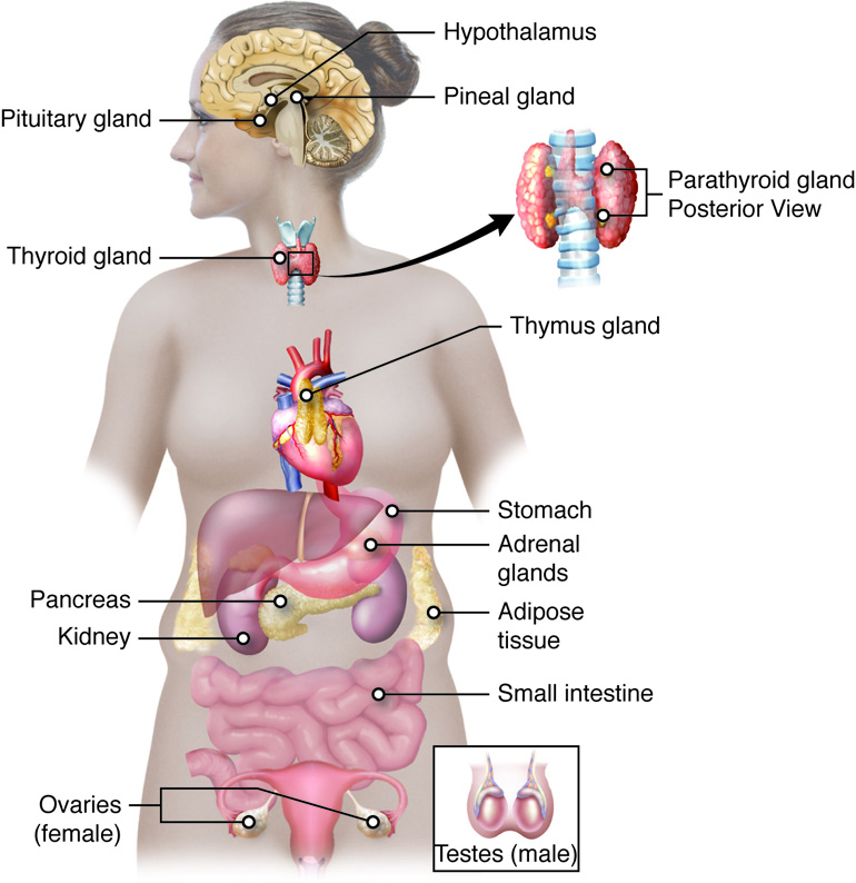 endocrine system
