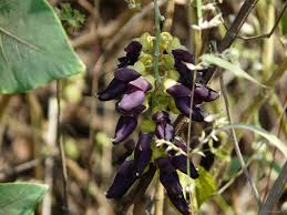 Kapikachchu plant