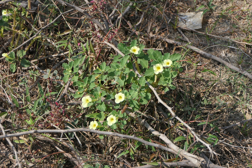 gokshura plant
