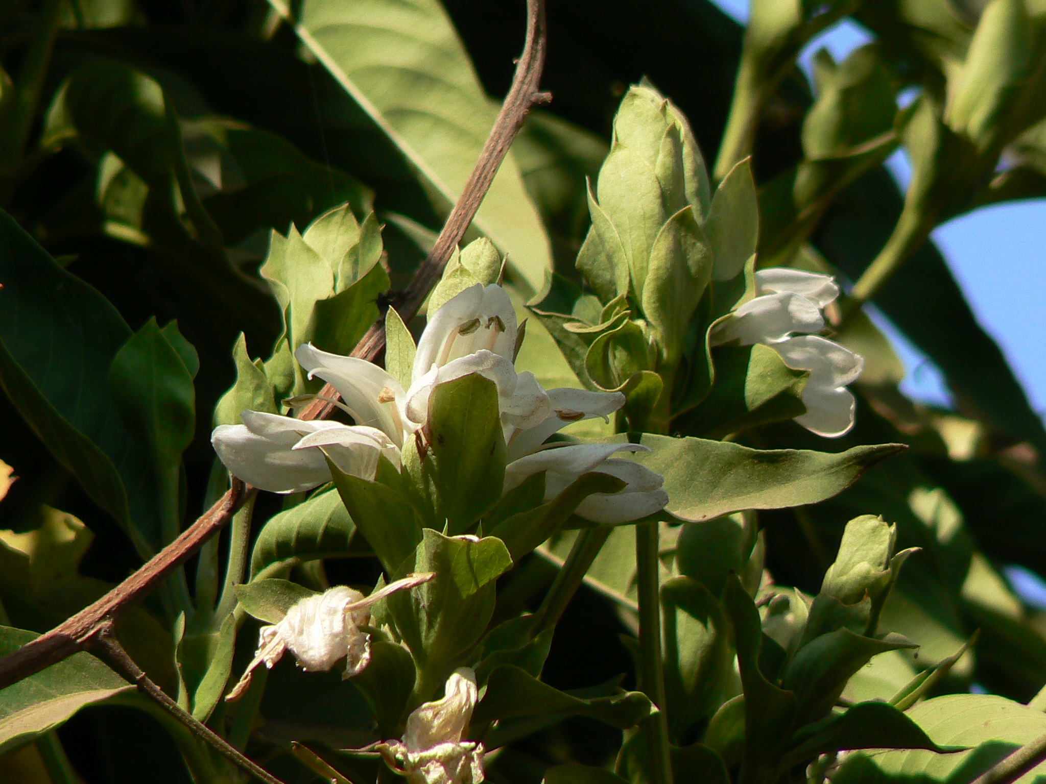 malabar nut tree