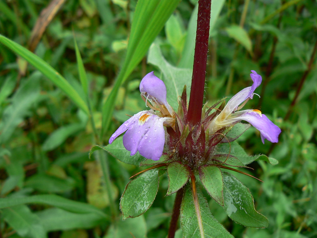 Asteracantha longifolia flower