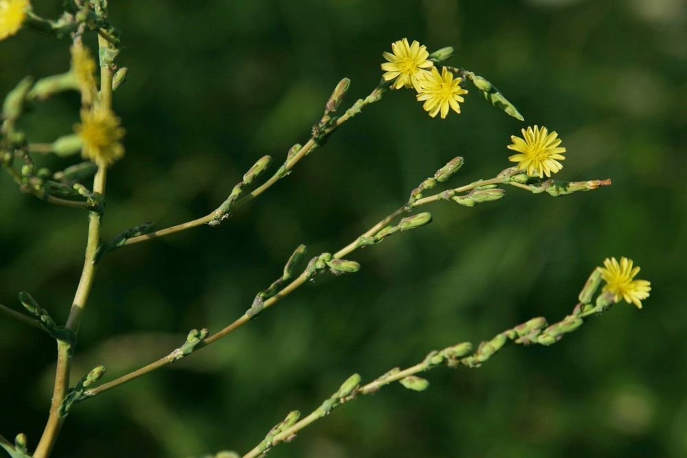 Lactuca serriola flower