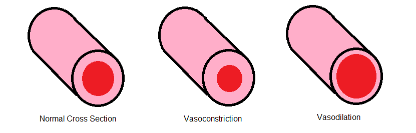 vasodilation of vein
