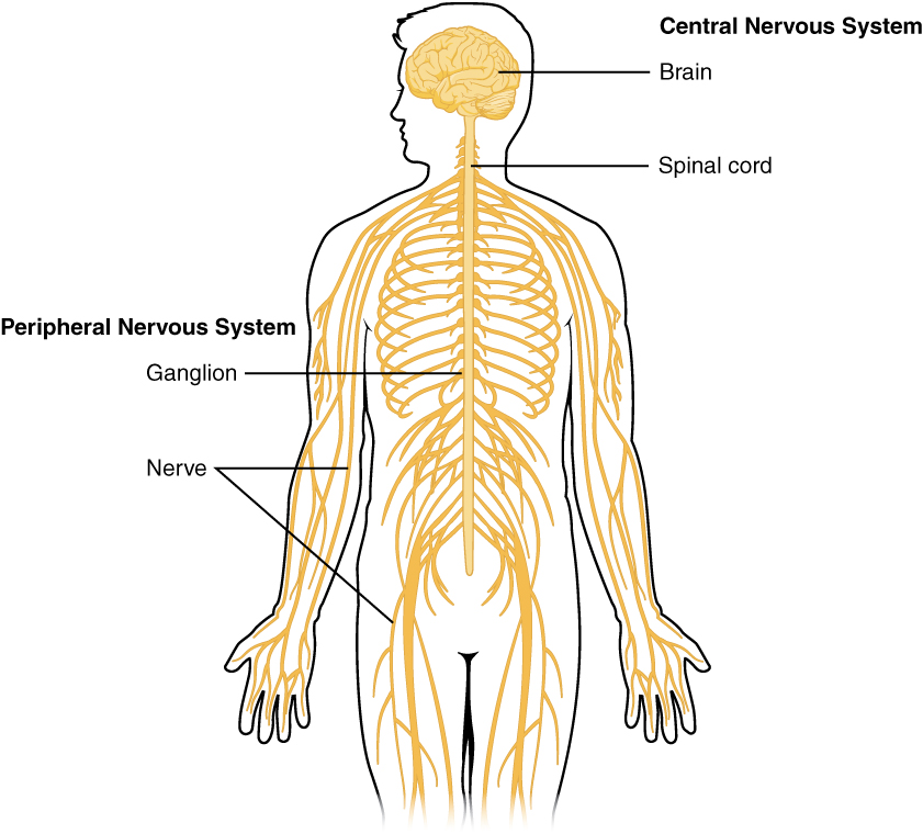 parts of the central nervous system