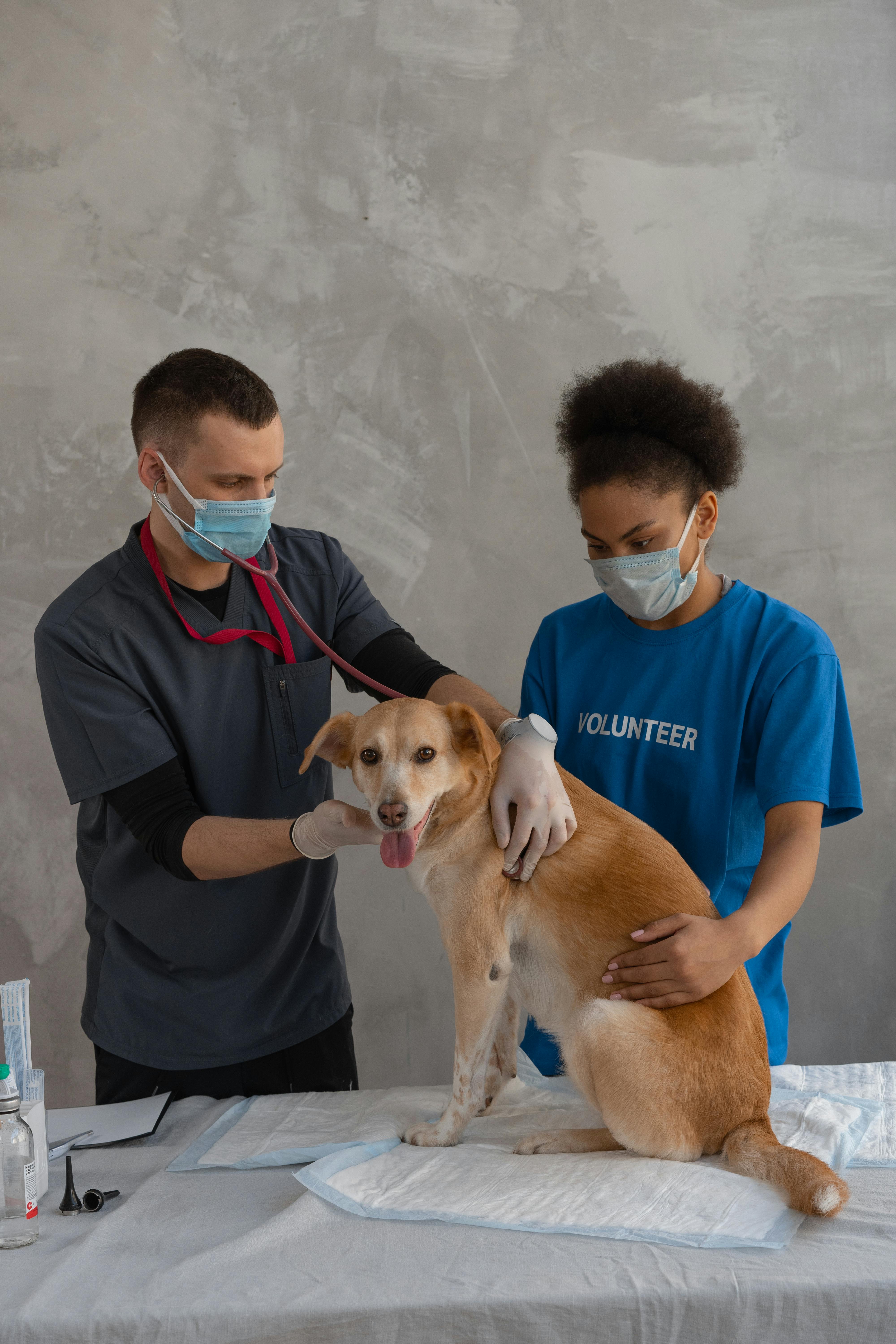 veterinarian checking up on a dog