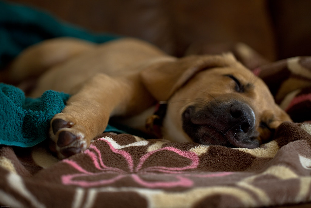 sick and sleeping dog