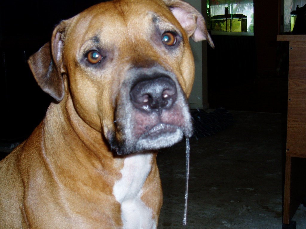 brown dog drooling