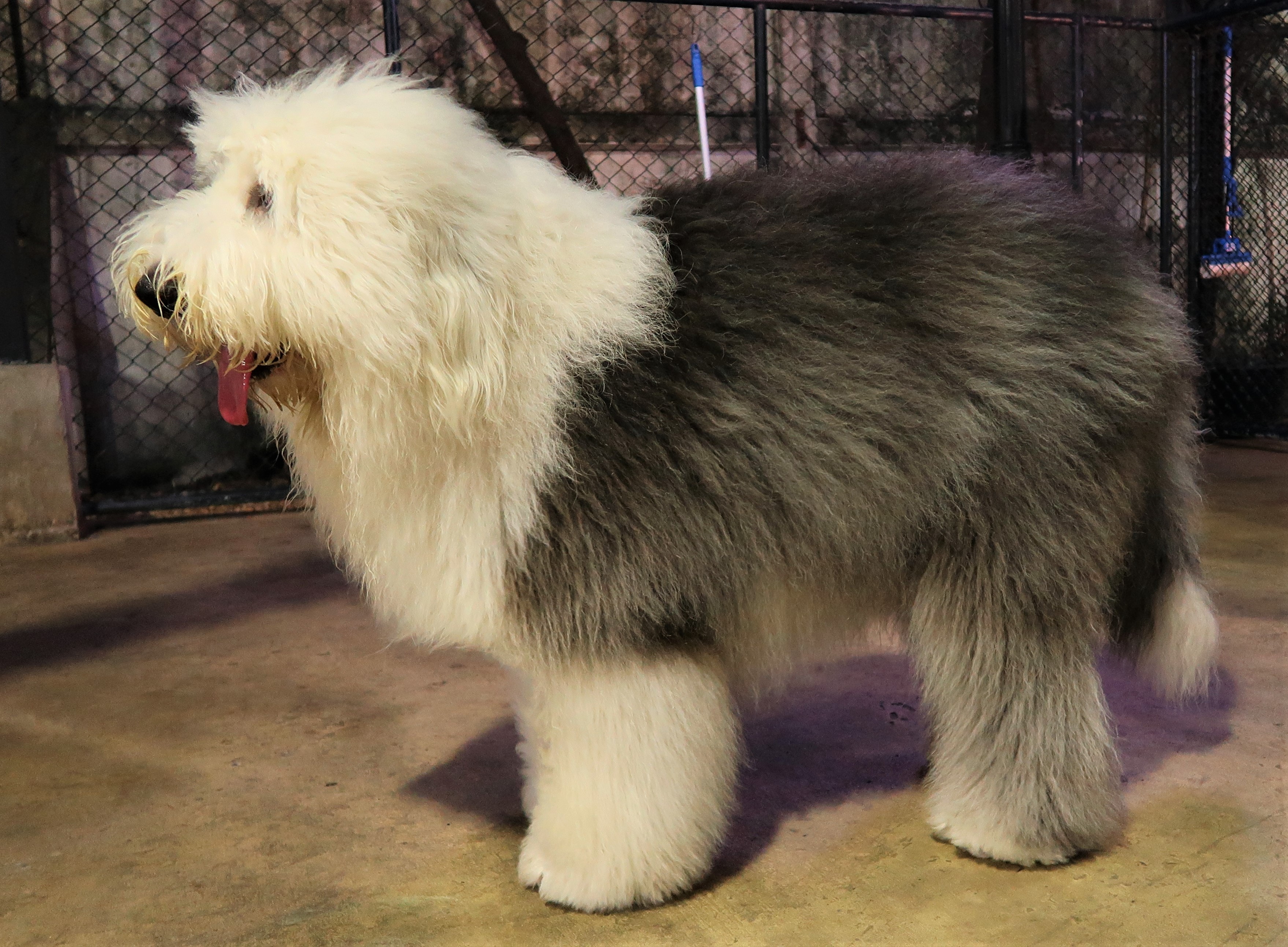 old sheepdog standing