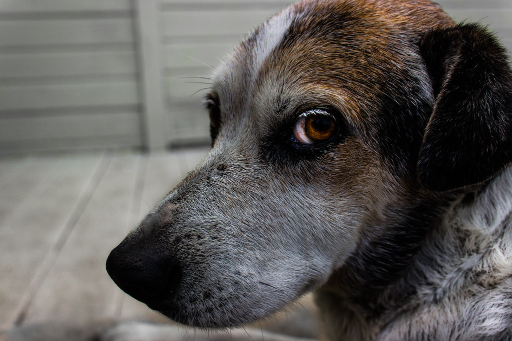 old dog