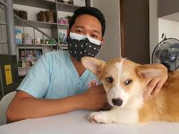 dog in hospital