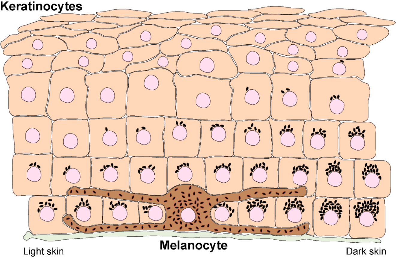 keratinocytes inside the skin