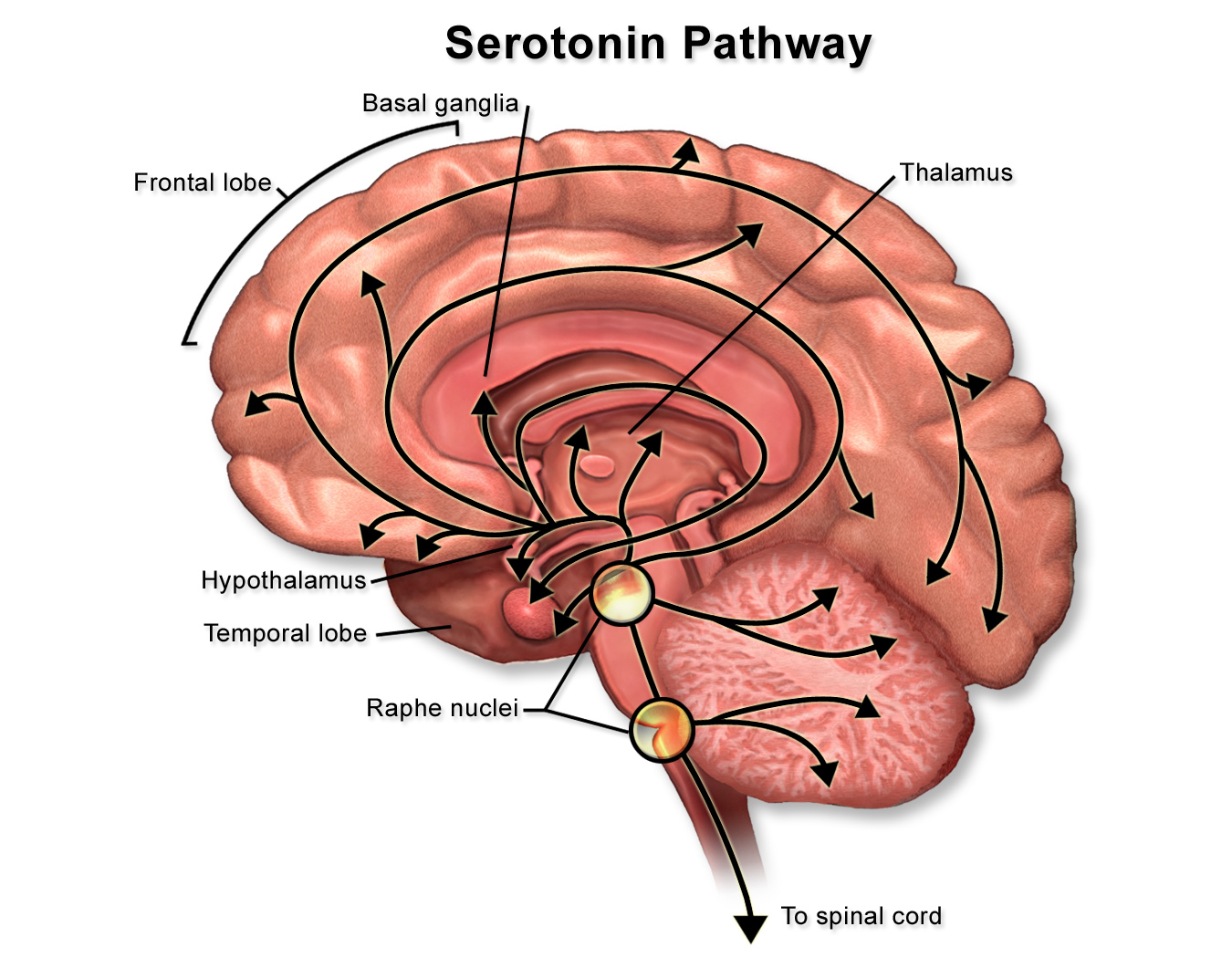 serotonin pathway in the brain