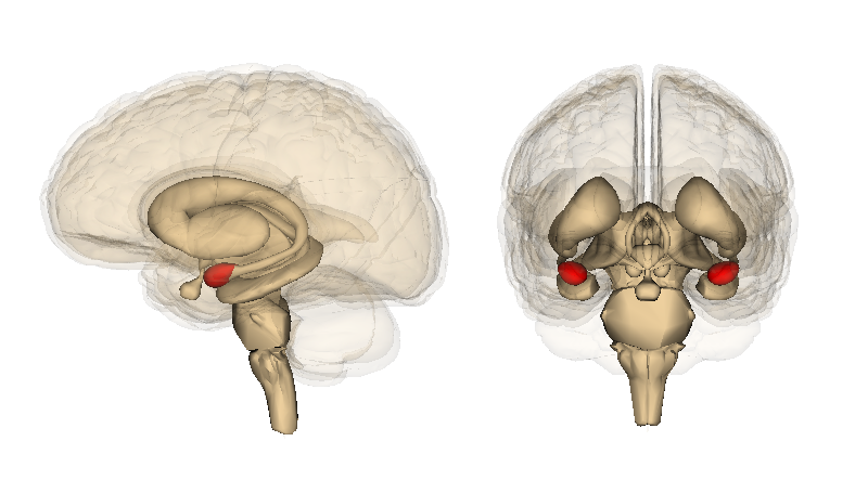 amygdala location in the brain