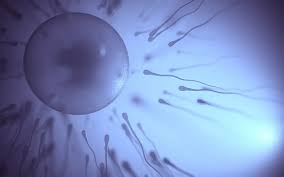 sperm swimming towards egg