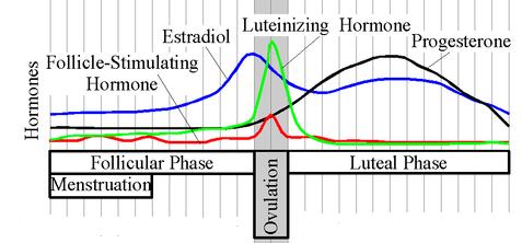 ovulation-hormone cycle