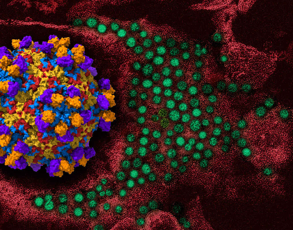 monoclonal antibody