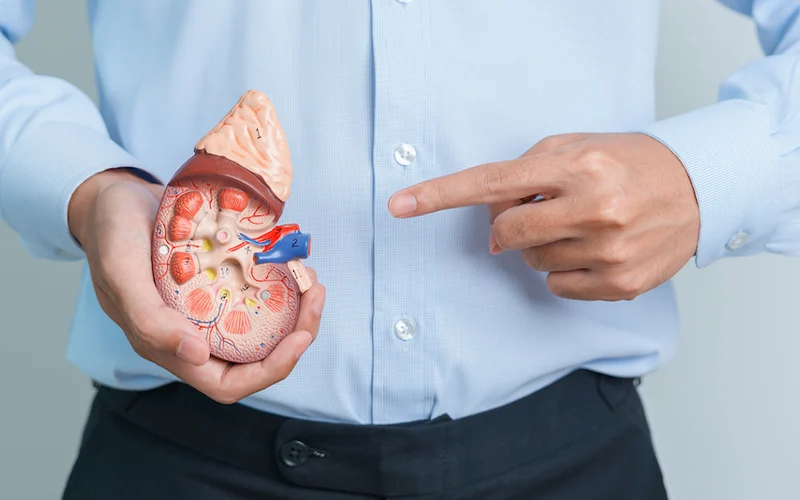 kidney