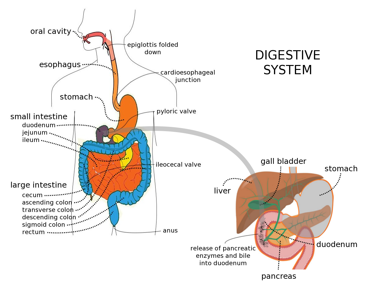 human digestive system