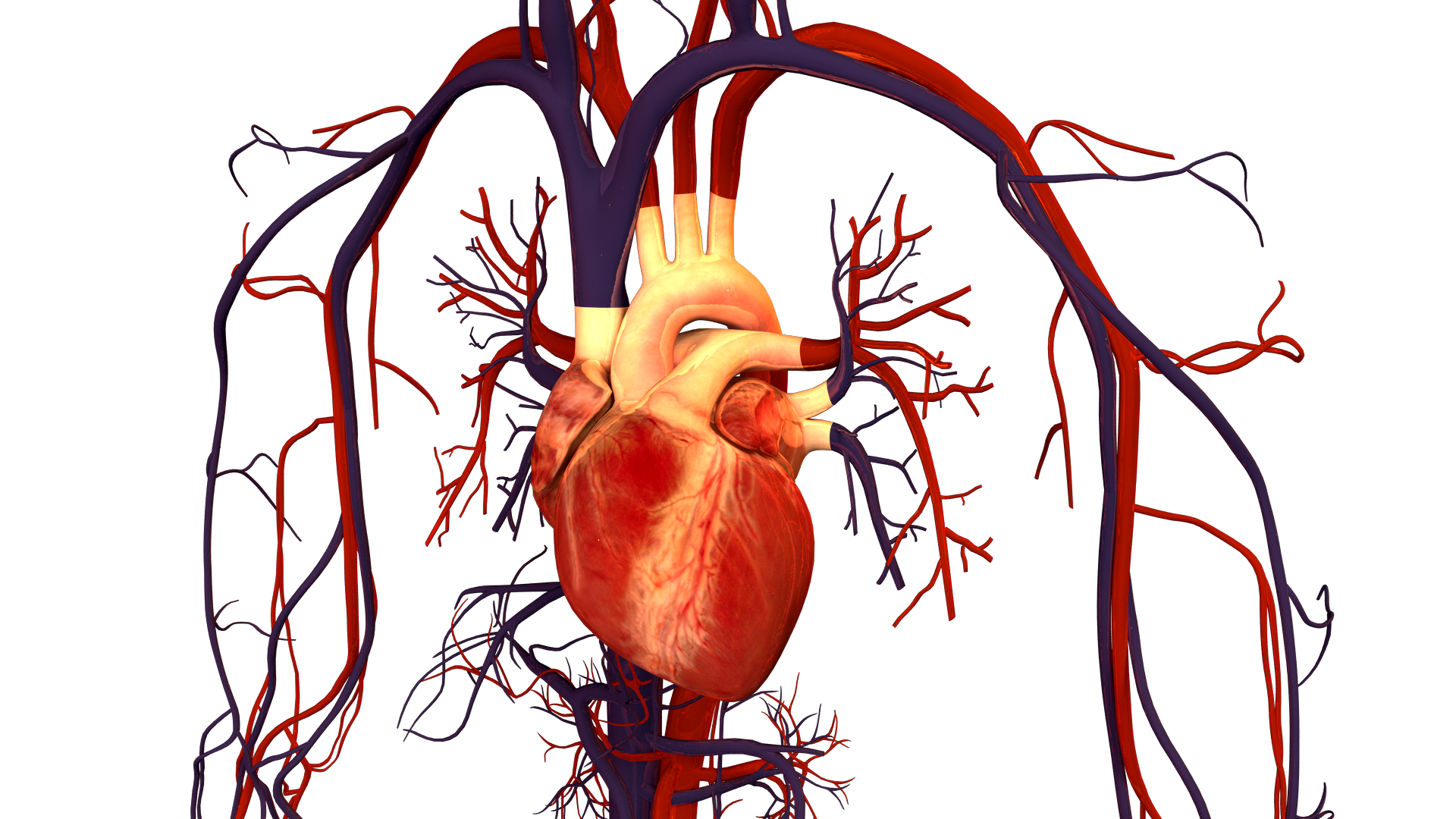 heart and circulatory system