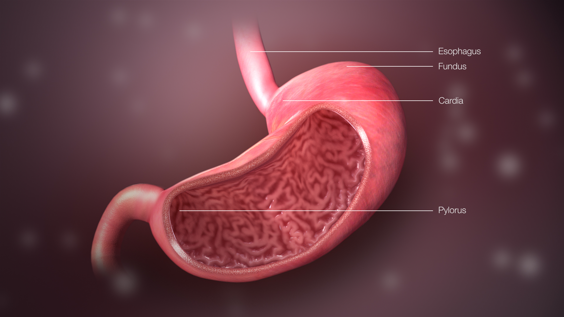 human stomach