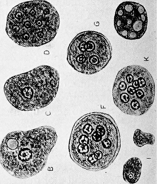 bacteria under the microscope