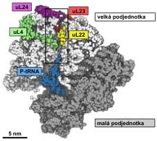 ribosome of bacteria