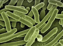 bacteria under the microscope